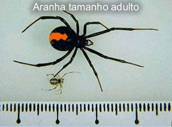 Aranha tamanho adulto