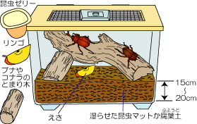 カブトムシを育てる 甲賀市