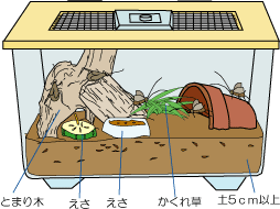 スズムシの飼育ケース