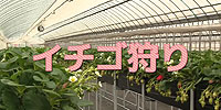 甲賀満足レストラン～観光農園イチゴ狩り～【甲賀市観光協会】