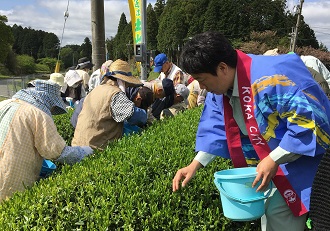 茶摘みをする市長