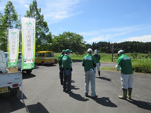 オオキンケイギク除去作業1