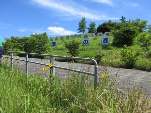 オオキンケイギク除去作業2