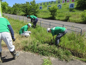 オオキンケイギク除去作業3