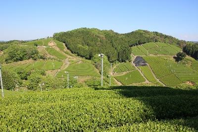 朝宮茶茶園