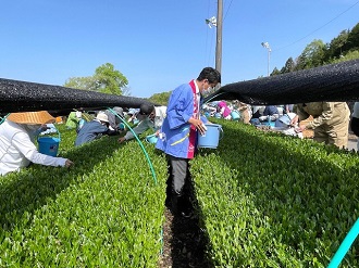 土山の茶摘み激励２