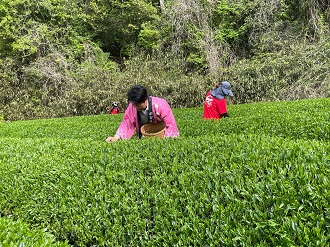 お茶摘み