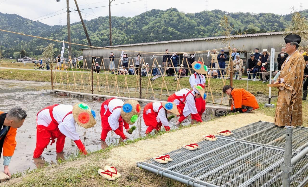 田植えの様子