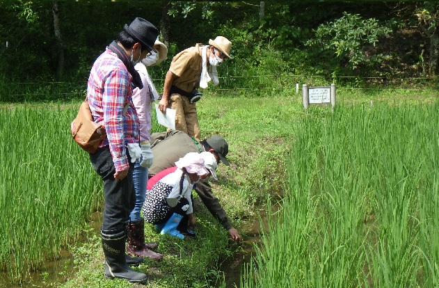 生き物観察の様子