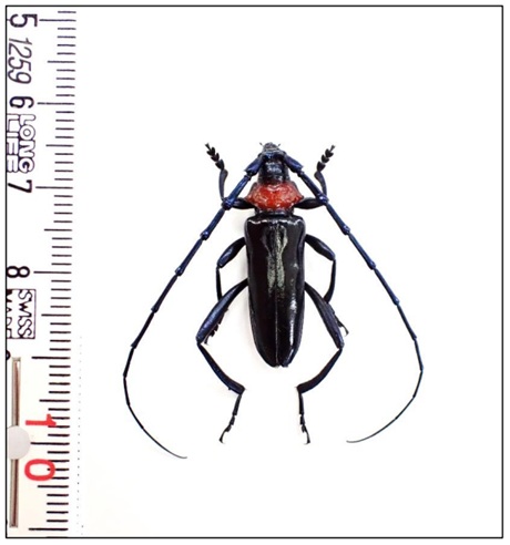 クビアカツヤカミキリの画像