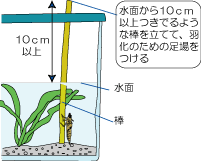 ヤゴ トンボ を飼う 甲賀市