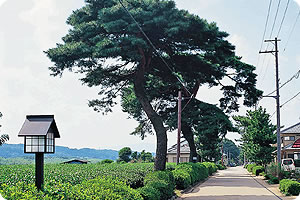 旧東海道の松並木の様子